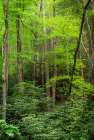 USA-West Virginia-New River Gorge National Park Forest in spring foliage Art Print